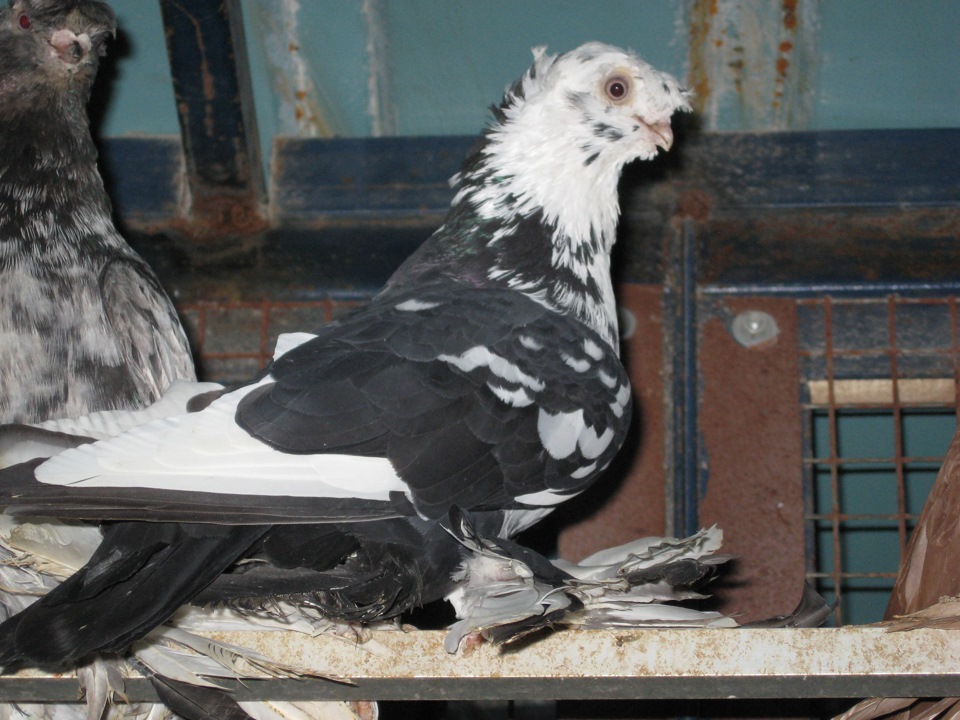 Армянские бойные голуби. Ленинаканские голуби. Армянские бойные. Голуби агасиевские бойные. Голуби ленинаканские бойные.