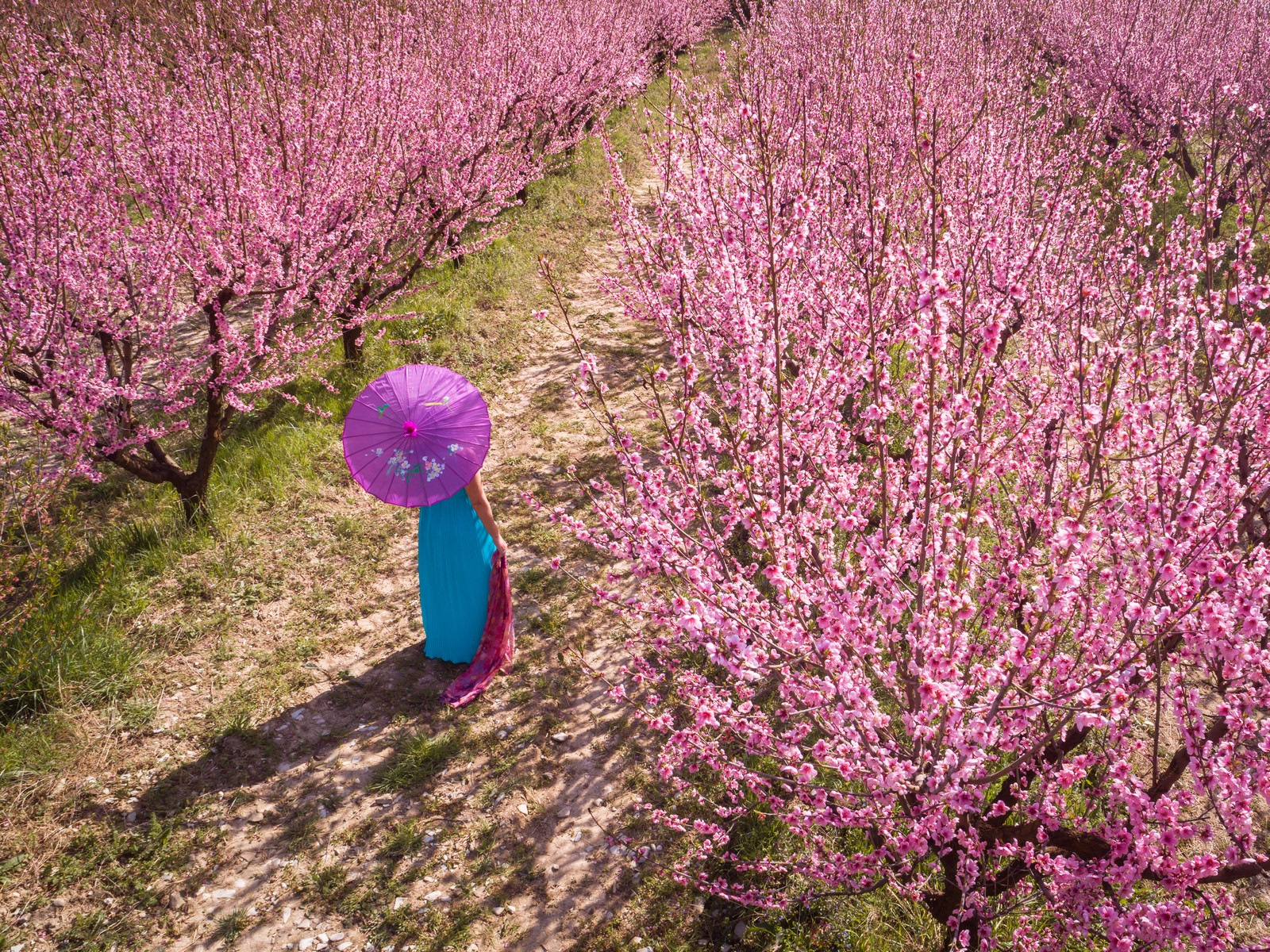 Крым весной цветение