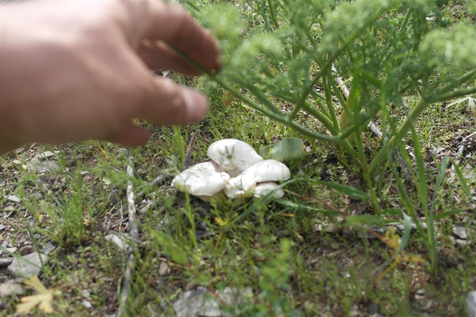 Прадик и природа — Toyota Land Cruiser Prado 90-series, 3 л, 1997 года ...