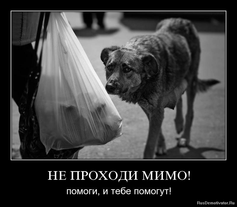 Ты можешь выбрать любого питомца которого захочешь