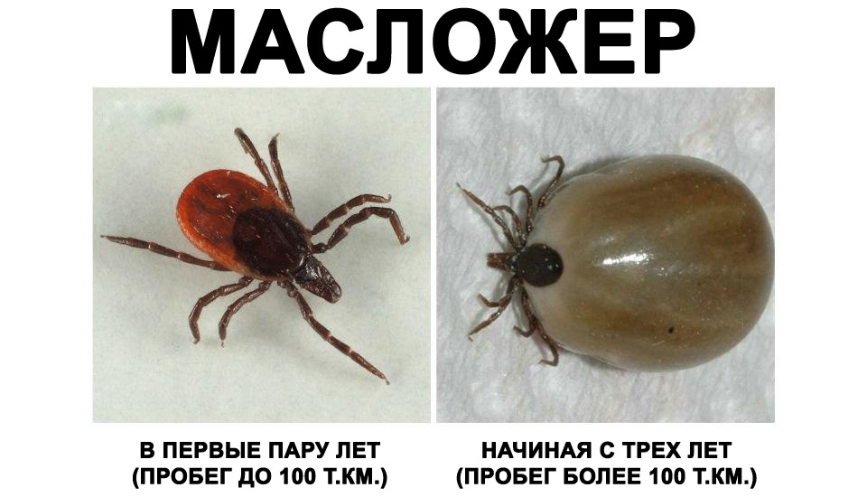 Клещ с красной попой. Собачий клещ Ixodes Ricinus. Таежный клещ, Ixodes persulcatus. Клещ Иксодес персулькатус. Клещи иксодовые Таежный.