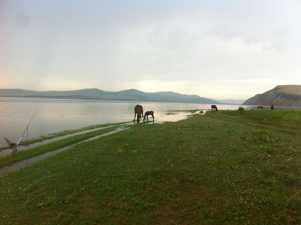 Местная животина — Mitsubishi Pajero Sport (2G)