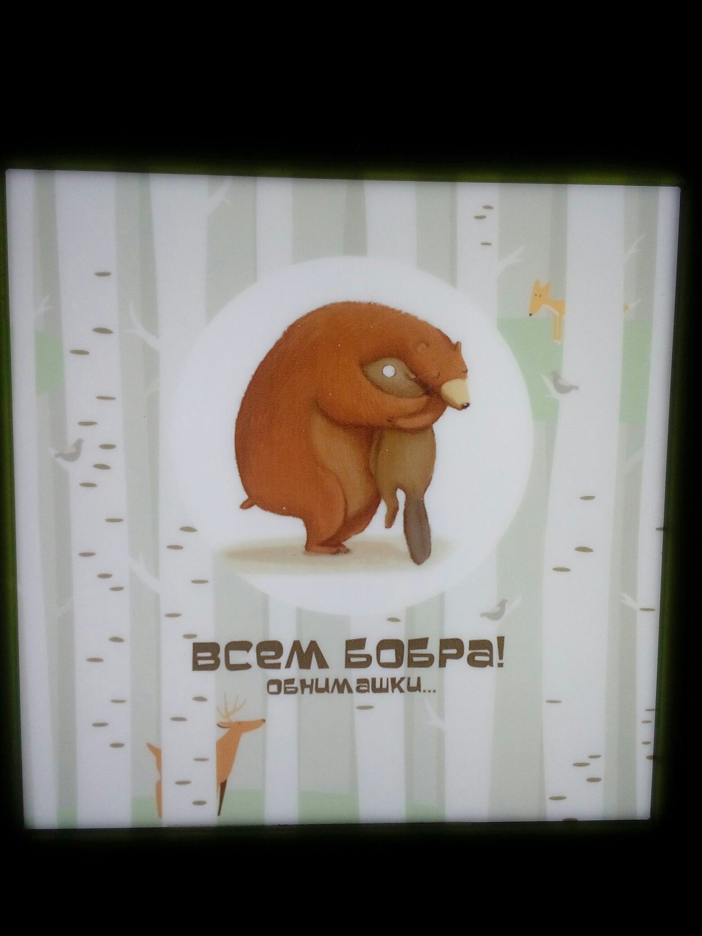 всем бобра. всем бобра. всем бобра. бобра тебе. жириновский всем бобра.