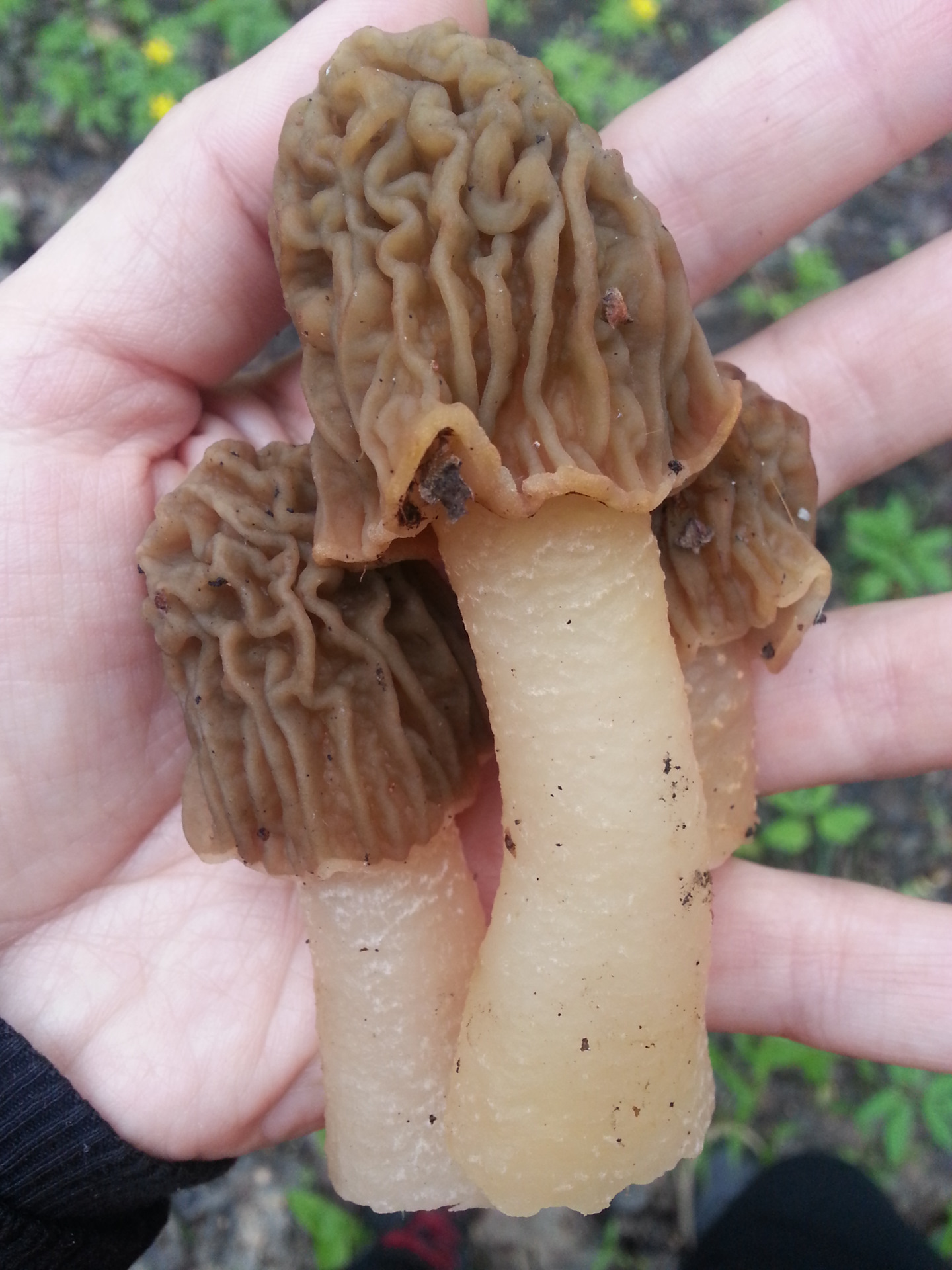 Как выглядит гриб сморчок фото