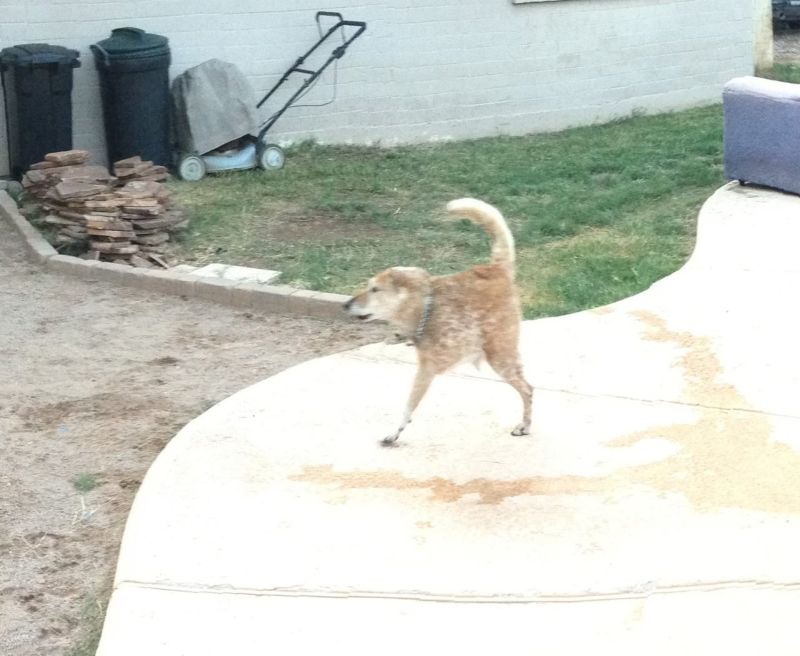 Cute Dogs Pole Dancing