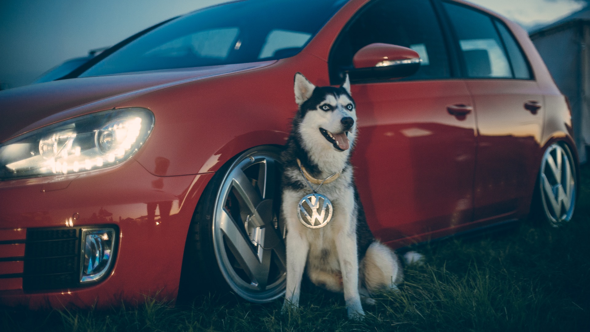 Vag mag. Реклама Golf GTI С собакой. Wald Portofino BMW. Stance Dog. Батл Чингиз Крузер собака.