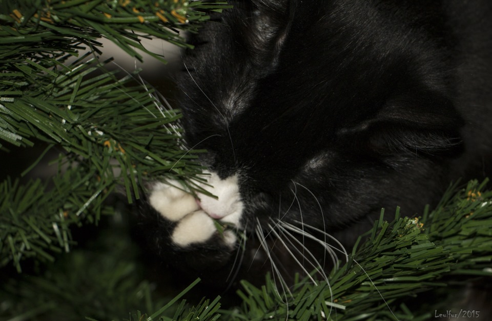 Дневник Кота Васьки — DRIVE2