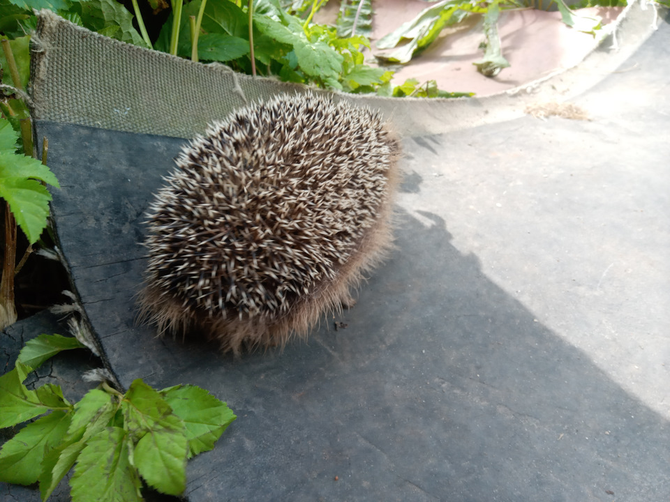 Замена масла в трансмиссии Нивы шеви — Chevrolet Niva, 1,7 л, 2005 года ...