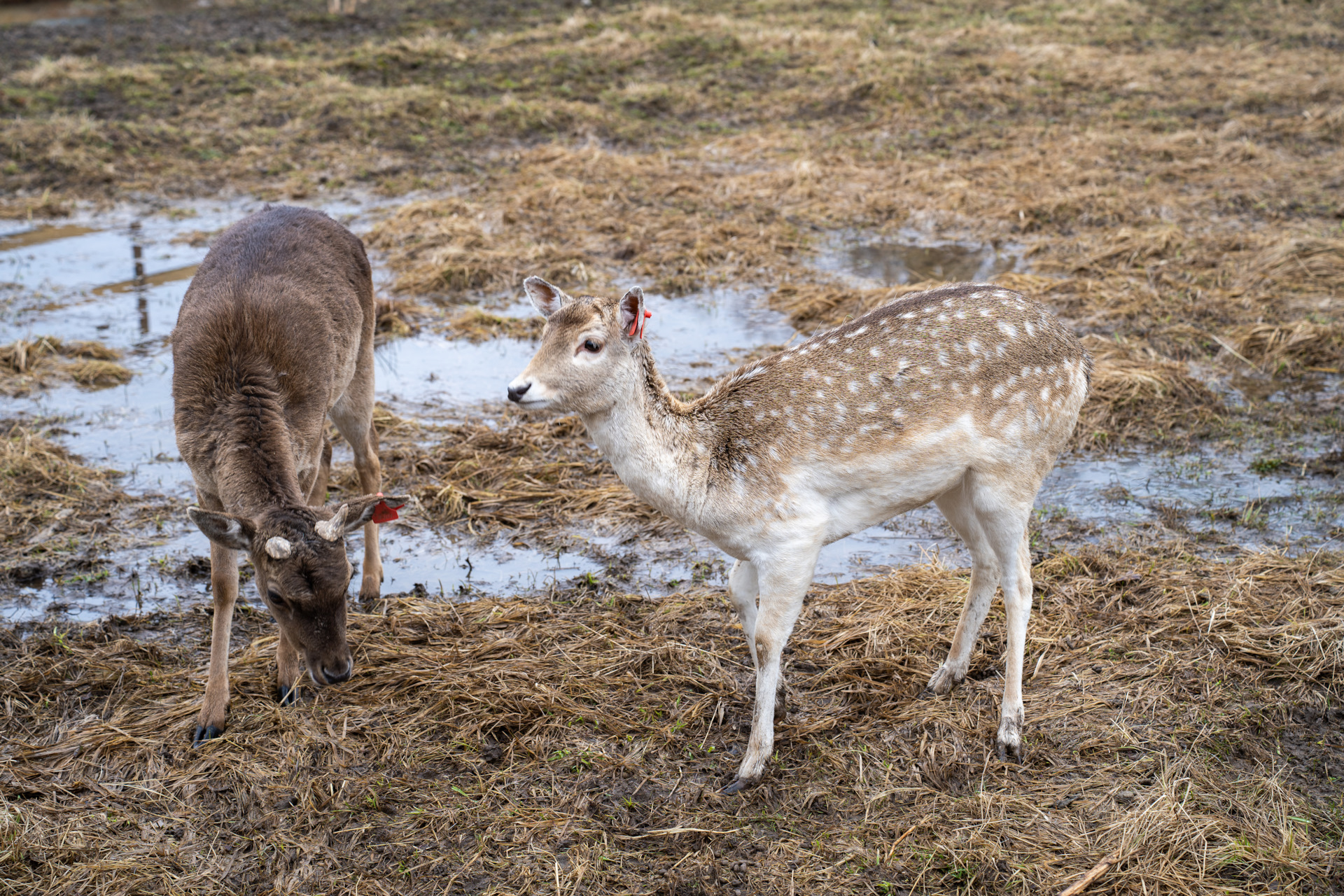 Лосиная Биостанция — DRIVE2