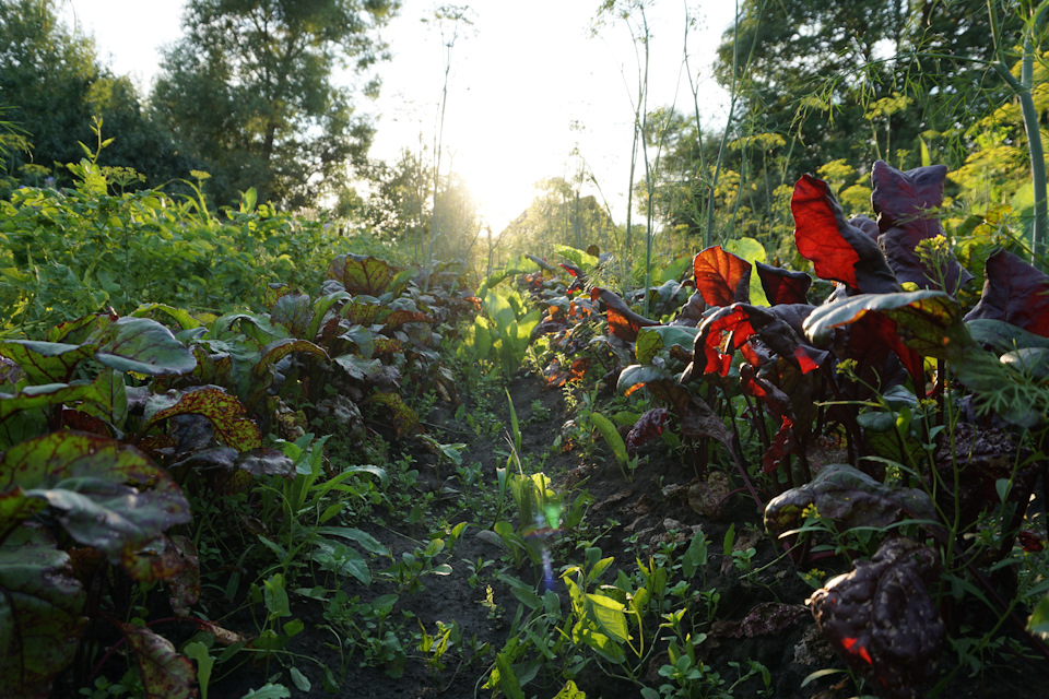 Фото в бортжурнале Nissan Murano II