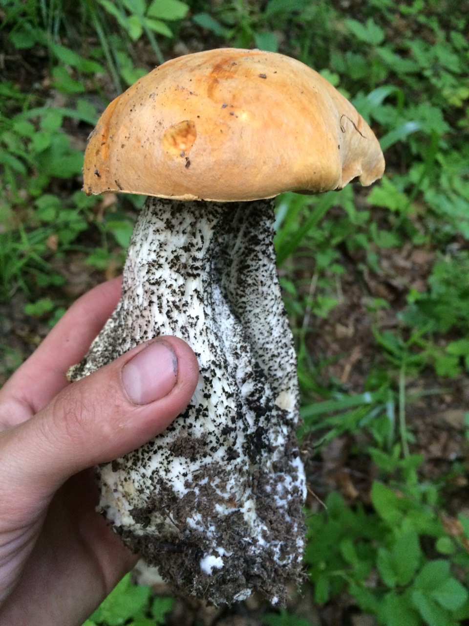Съедобные грибы грибы Подмосковья