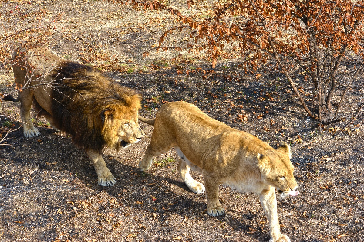 Парк тайган маня и степа. Парк тайган крым обезьянка люся. Тайган парк львёнок на руках. Парк львов тайган. Парк львов тайган гора славы.