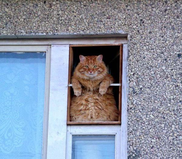 Кот ждет мем