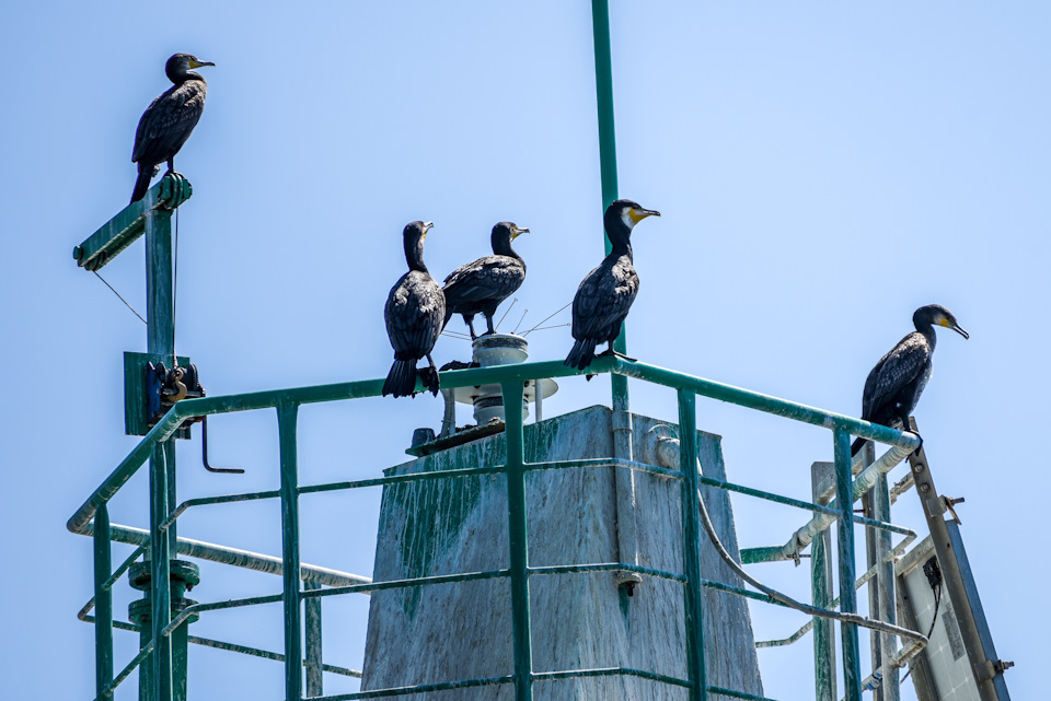 Фото в бортжурнале Ford Explorer (5G)