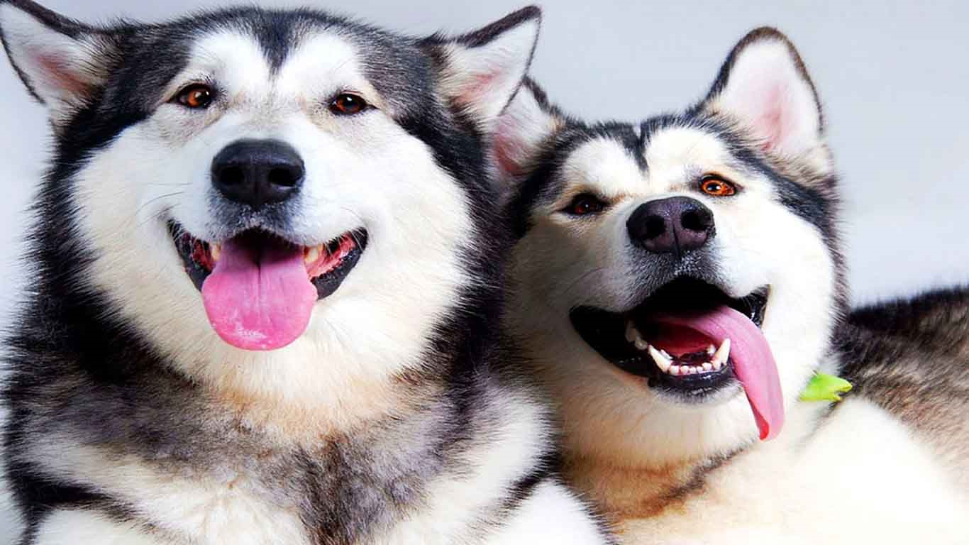 Ответы на испытание в likee. Ответы лайки. Ответы лайки. Лайк тайм. Для презентации собак лайки.