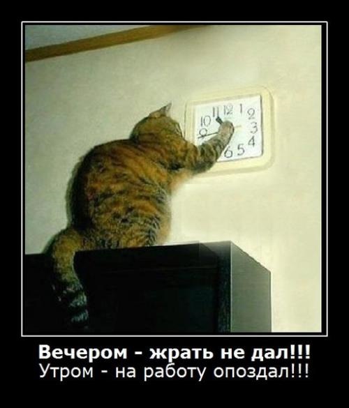 Мем с котом часы
