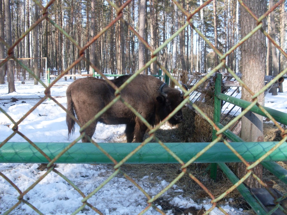 Орловское Полесье зимой лес