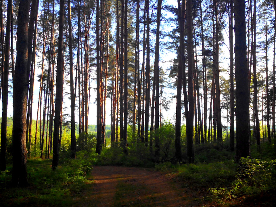 Стригинский бор нижний новгород фото