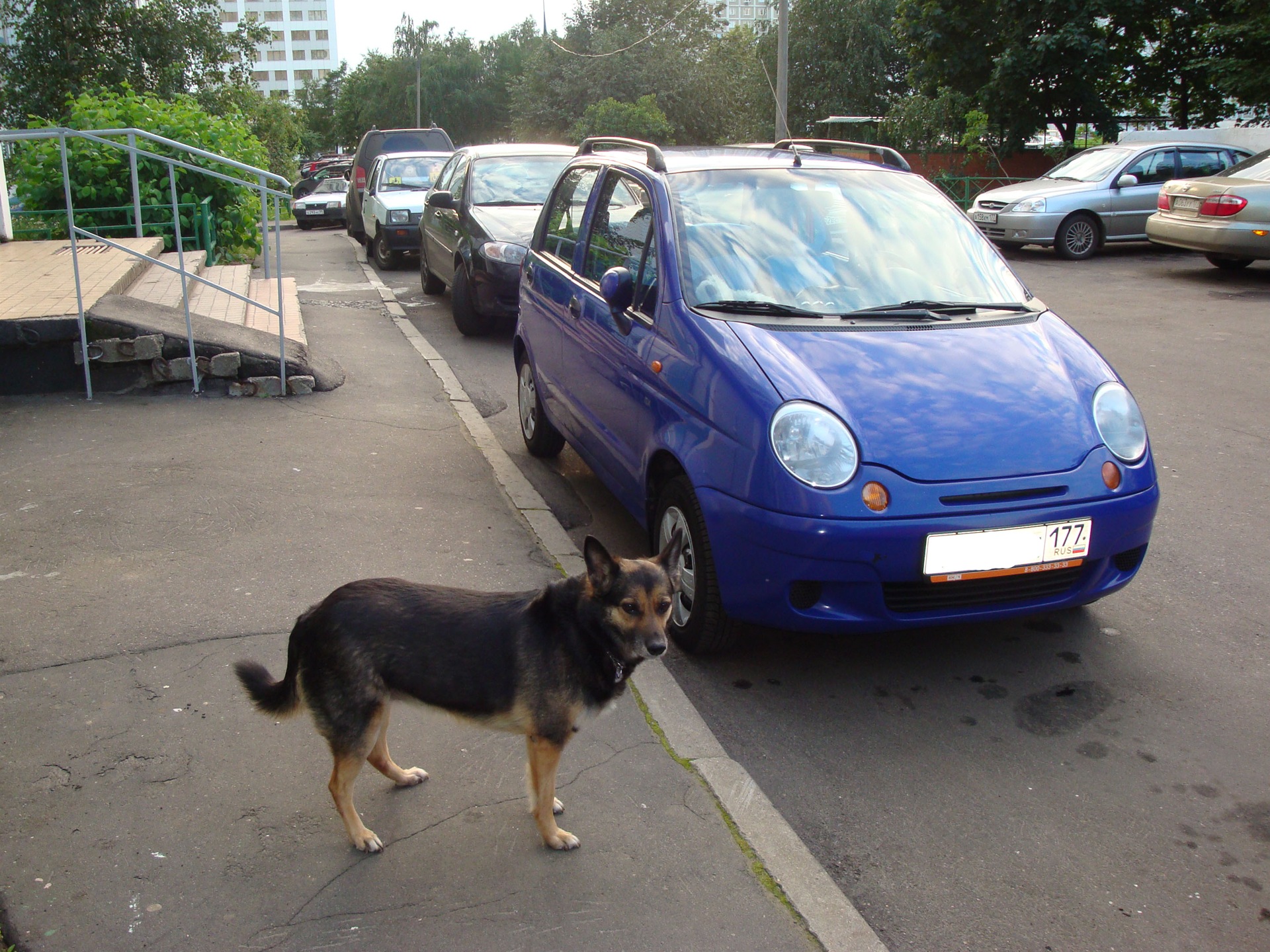 Машинки для собак рейтинг. Автомобиль собака. Красивые собачки машины. Марка машины с собакой. Машинка собачка.