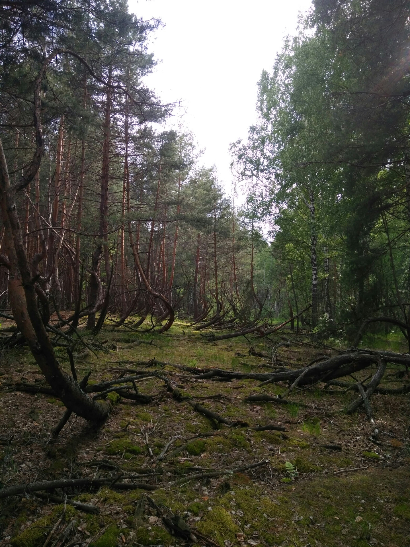 Шиловский лес Рязанская область