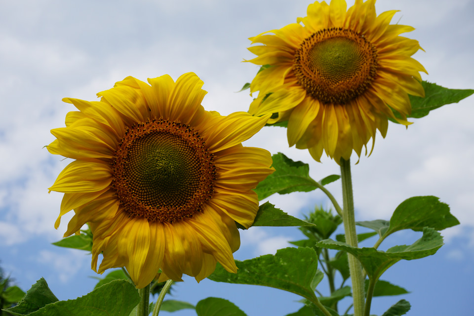 Ну вообщем такая вот шумочка! А это просто летние фото! Ну, как раз сейчас прохладно, отопление пока забыли включить, как раз самое время о лете вспомнить! — Nissan Murano II