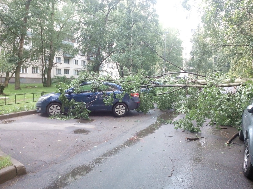 Упало дерево во дворе… — Lada Приора седан, 1,6 л, 2010 года | другое ...
