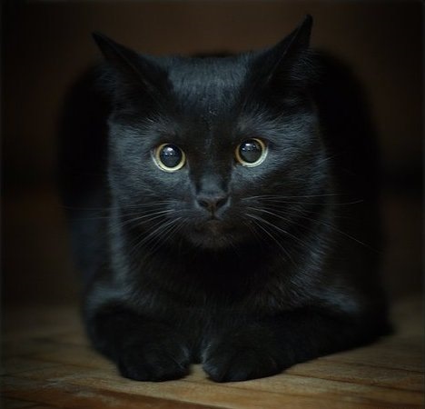 Черные котики