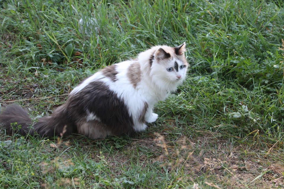 Наш пассажир — Mitsubishi Pajero Sport (2G)