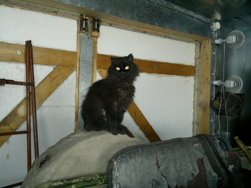 Котенок котэ и гараж. Гаражные котики. Котик в гараже. Котэ и гараж. Ржавый гараж.