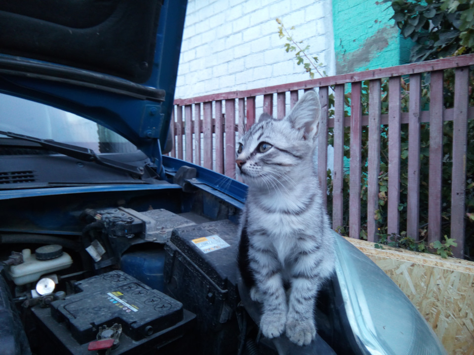 Да, чуть не забыл самое главное. Кот! Без кота, ничего не получится!)) — Citroen Berlingo (1G)