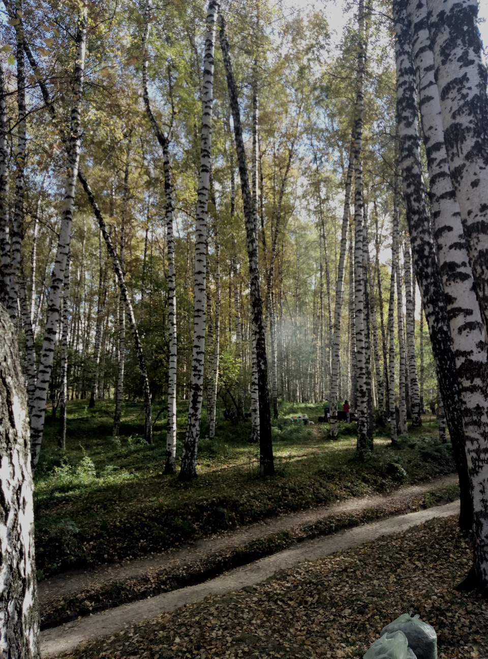 Поездка в березовую рощу! — Nissan R'nessa, 2 л, 1998 года ...