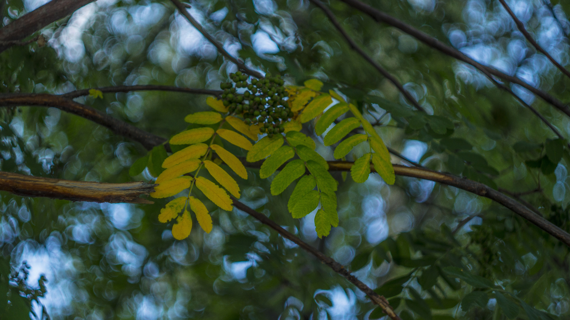 Вот и осень уже близко… — Сообщество «Фотоальбом Драйва» на DRIVE2