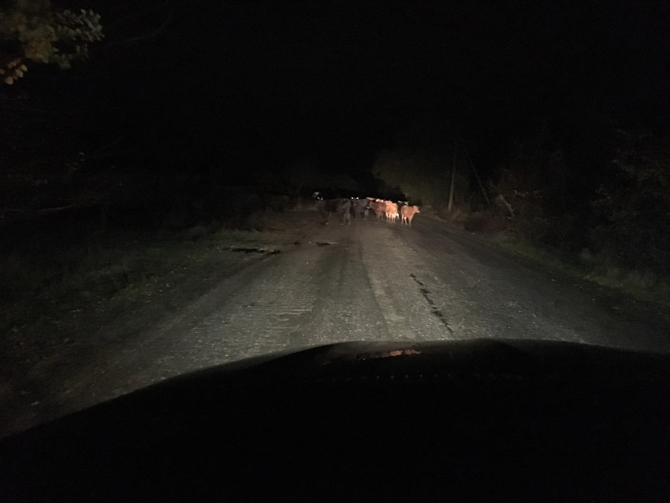 Ксенон VS галоген — BMW X5 (E53), 4,4 л, 2004 года | просто так | DRIVE2