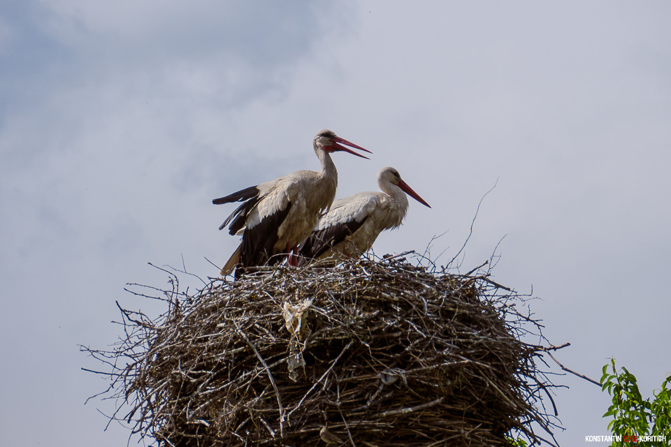 Кругом аисты! — Great Wall Wingle 3