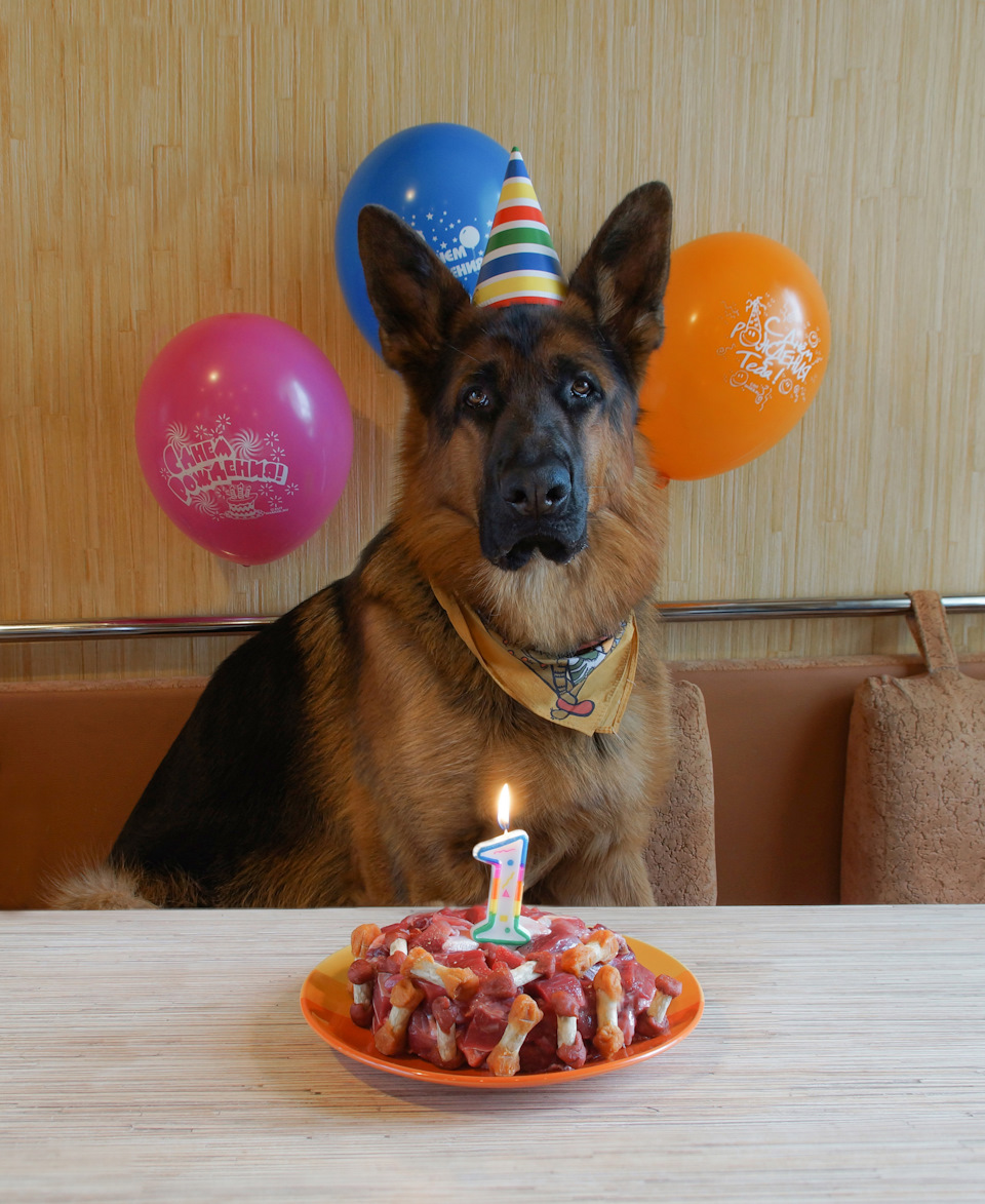 Подарок собаке на день рождения