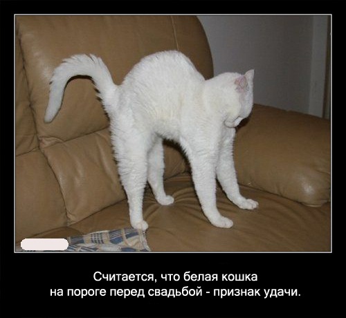 Факты о котах интересные