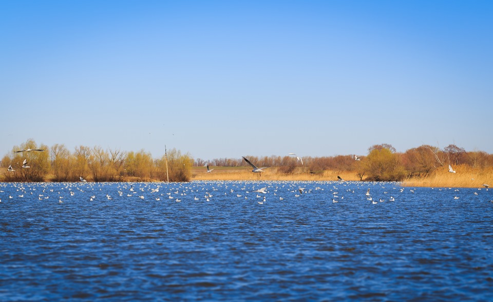 "Киев — Кременчуг" или "Последняя поездочка на бензине по 11грн ...