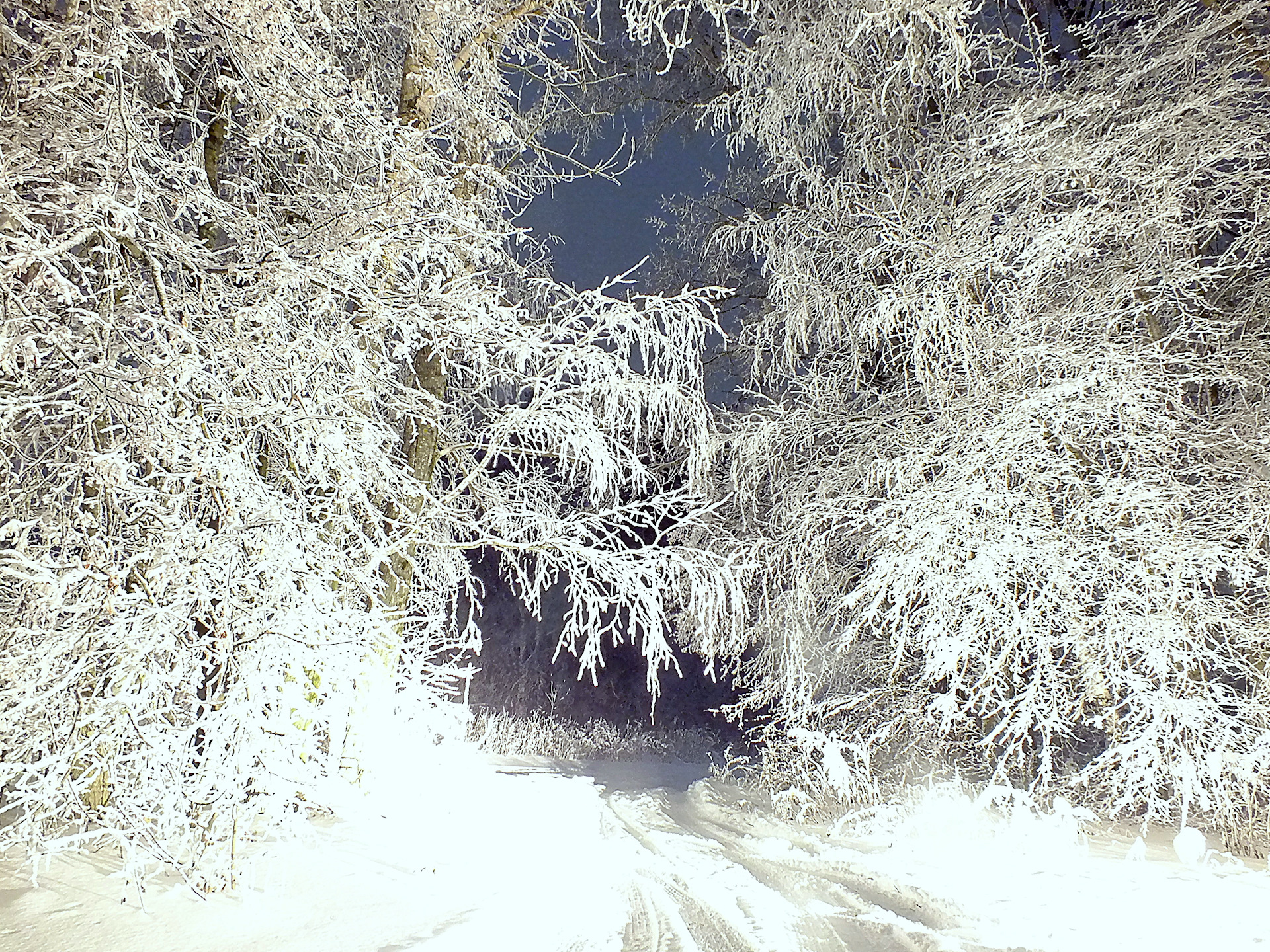 Серебристая зима. Фотоконкурс зима фон. Красивое фото на аватарку природа зима. Фото зимний Новохоперск. Зима немного мокрая.