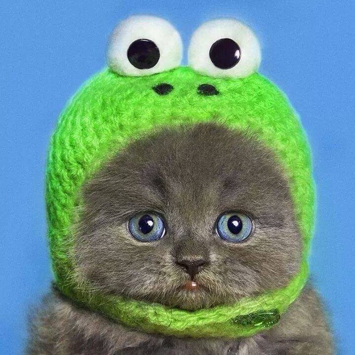 Шапка котик