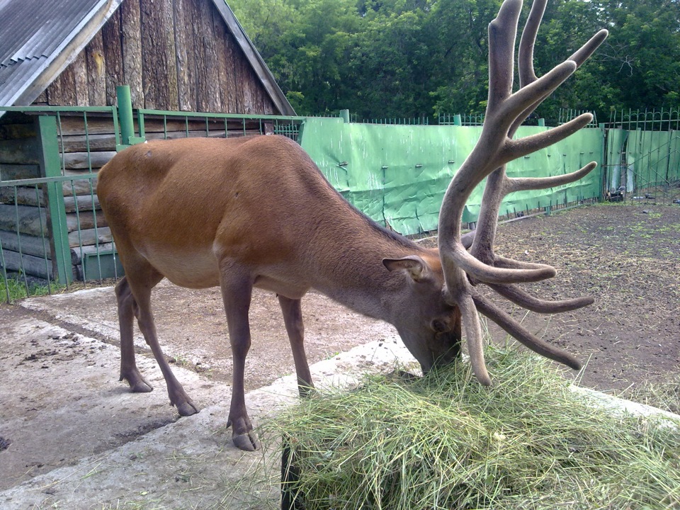 Омский зоопарк фото