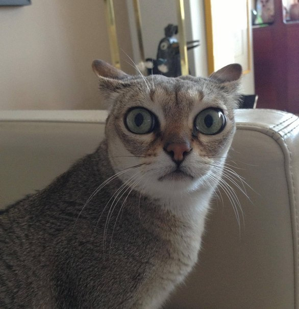 Мем кот удивленный