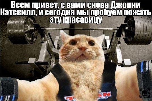 Нажорный зал мем с котом