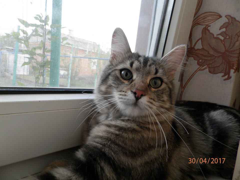 Фото в бортжурнале УАЗ Patriot