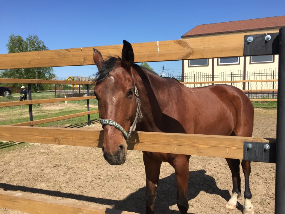 Не все лошади под капотом — DRIVE2