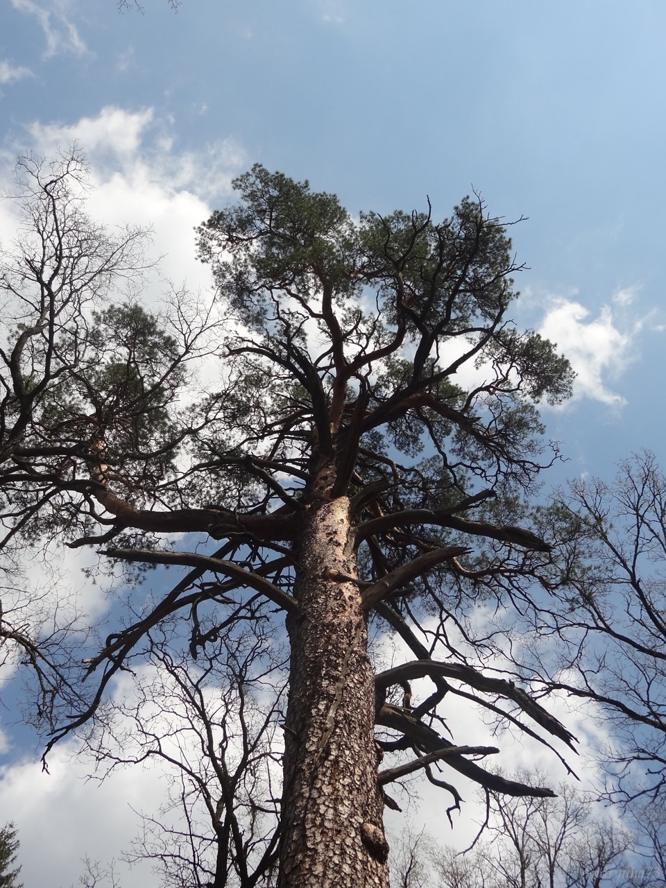 беловежская пуща сосна великан. сосна долгожитель. межгорная сосна мафусаил. сосна долгоживущая. беловежская пуща сосны.