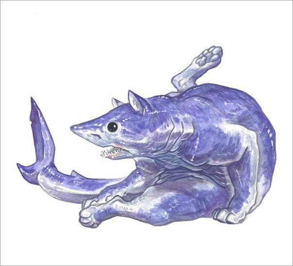 Котик акула рисунок