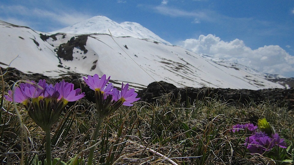 Gil-su Elbrus CBD