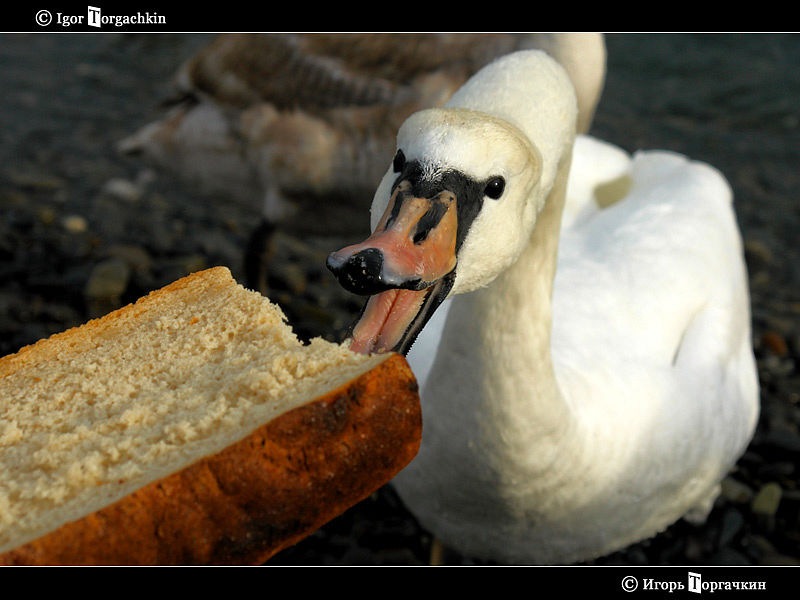 Можно кормить лебедей хлебом. Лебеди и хлеб. Лебедь и собака. Лебедей кормить хлебом. Лебедь ест хлеб.