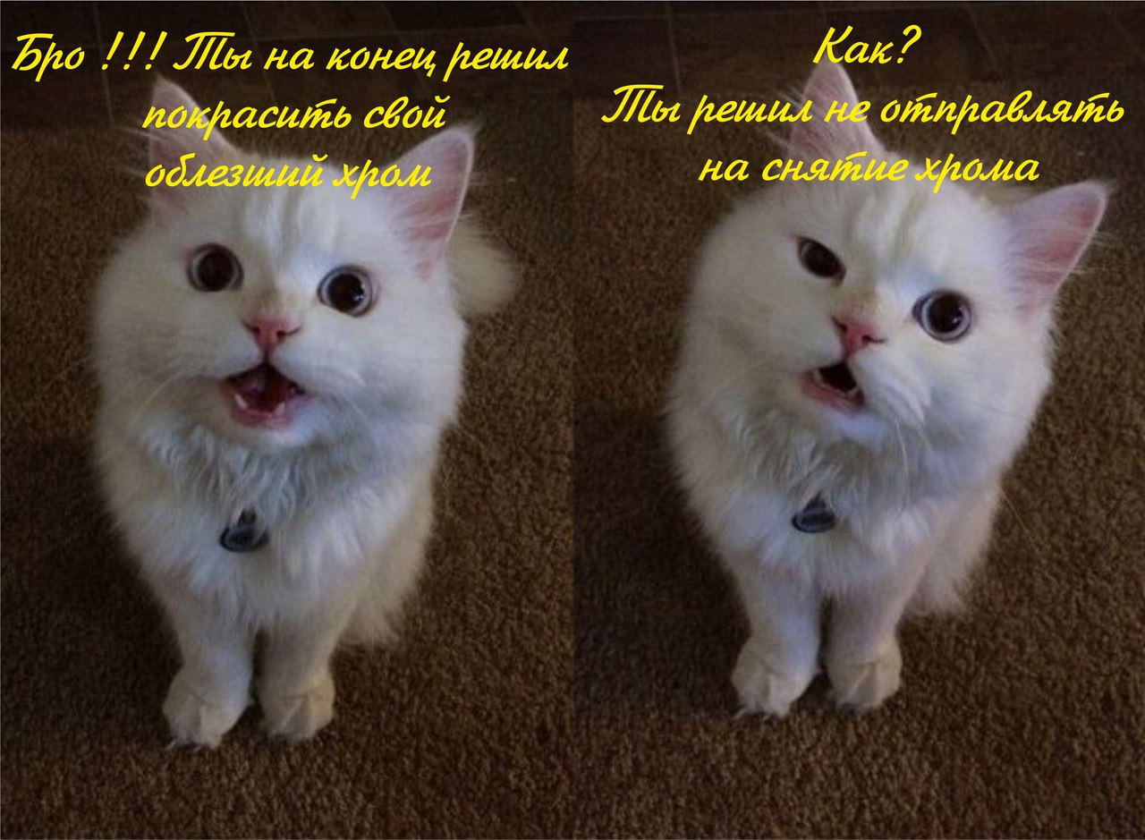Мемы с котами фото с надписями Ждем в гости . - DRIVE2