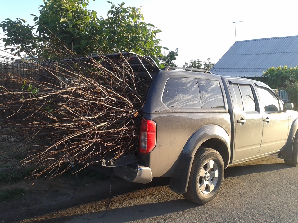 "Это ёжик и он будет жить с нами"!)) — Nissan Navara (2G), 2,5 л, 2007 ...